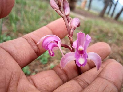 Bletia mexicana, photographed by Leticia Jiménez Hernández
