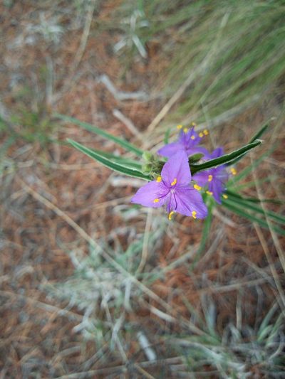 Tradescantia nuevoleonensis, photographed by Leticia Jiménez Hernández