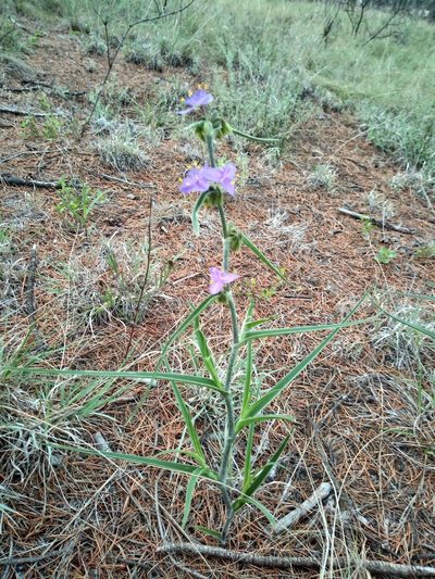 Tradescantia nuevoleonensis, photographed by Leticia Jiménez Hernández