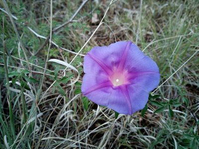 Ipomoea pubescens, photographed by Leticia Jiménez Hernández