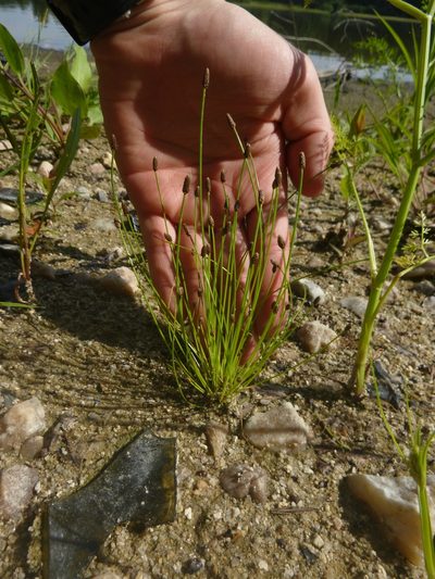 Eleocharis ovata, photographed by Gabriel Mayrhofer