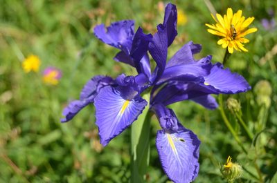 Iris latifolia, photographed by Nico Hernandez