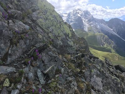 Primula glutinosa, photographed by Karsten Rohweder