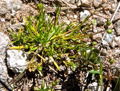 Sagina saginoides, photographed by Karsten Rohweder