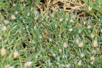 Echinospartum horridum, photographed by Sandy Rae