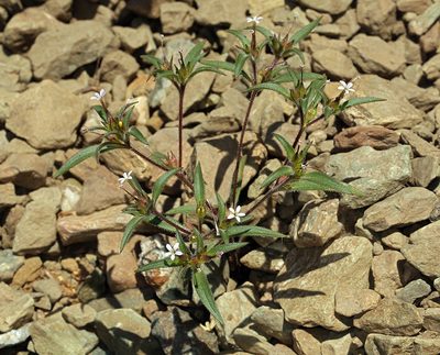 Collomia tracyi, photographed by Steve Matson