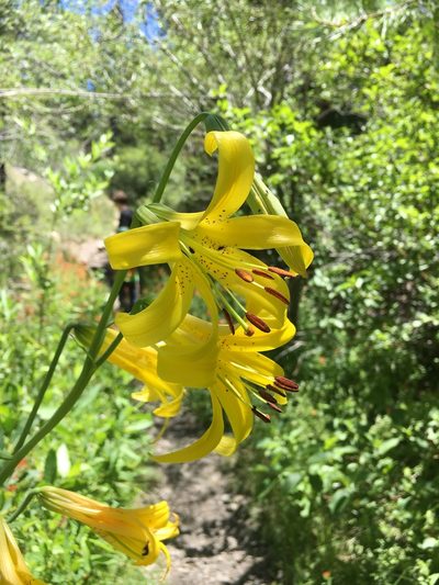 Lilium parryi, photographed by Chris Brown