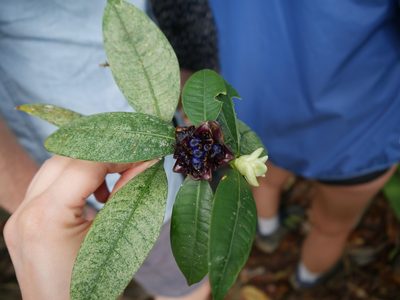 Palicourea glomerulata, photographed by przese