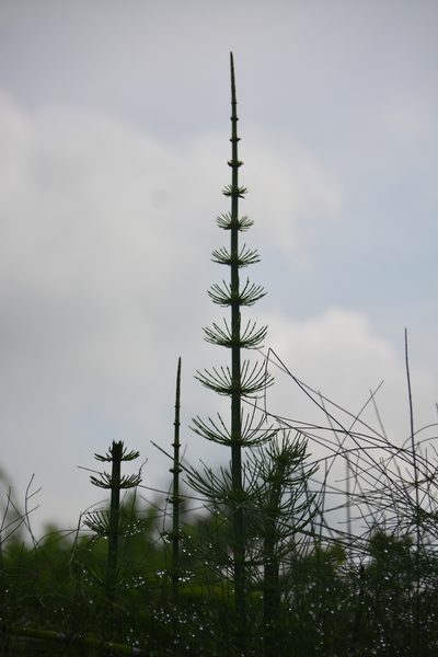 Equisetum myriochaetum, photographed by vientoro