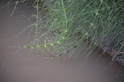 Equisetum myriochaetum, photographed by vientoro