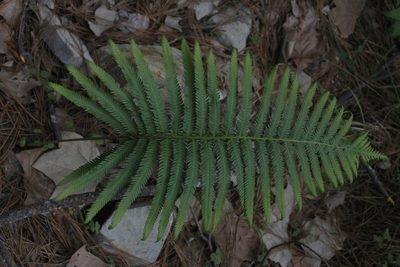Pelazoneuron ovatum, photographed by Juan Cruzado Cortés