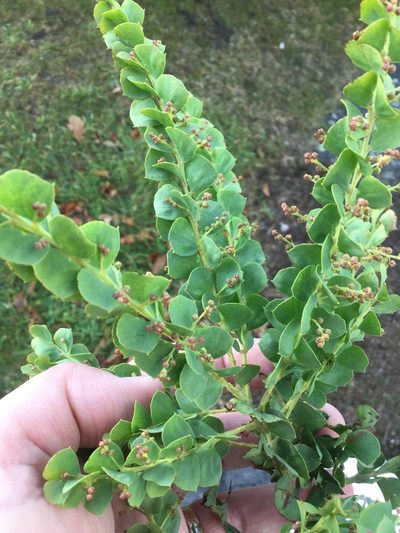 Acacia pravissima, photographed by SmileyNi