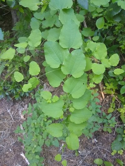 Smilax jamesii, photographed by Quinn Shemet
