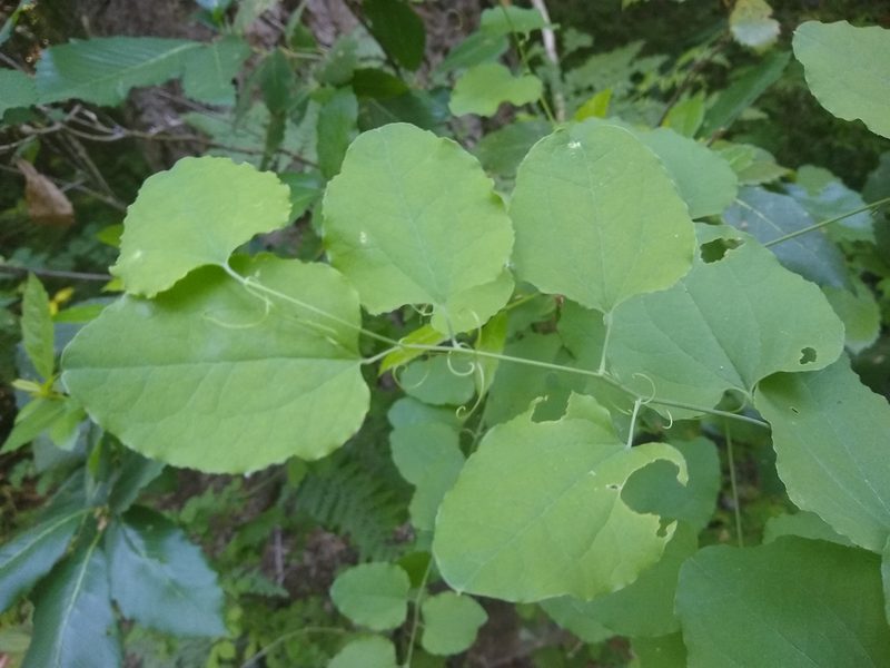Smilax jamesii, photographed by Quinn Shemet