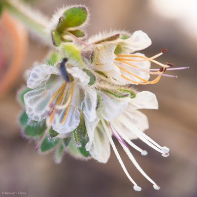 Phacelia grisea, photographed by Ken-ichi Ueda