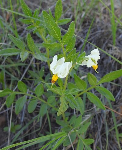 Solanum jamesii, photographed by Laura Gaudette