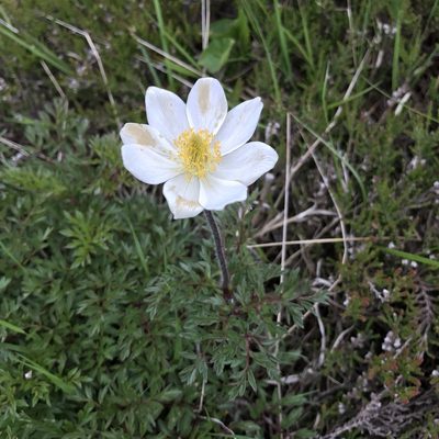 Pulsatilla scherfelii, photographed by Dag Endresen