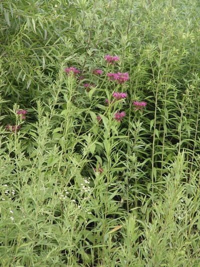 Monarda media, photographed by Regina (Gina) Hart