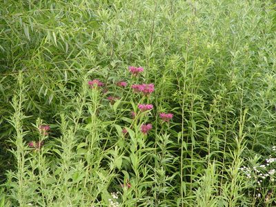 Monarda media, photographed by Regina (Gina) Hart