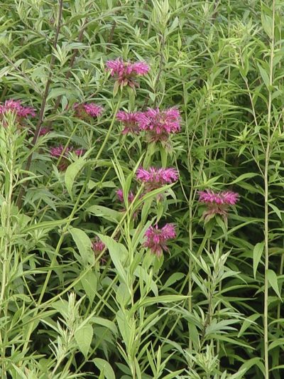 Monarda media, photographed by Regina (Gina) Hart