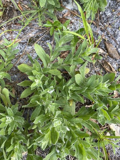 Chrysopsis gossypina, photographed by Alan Weakley