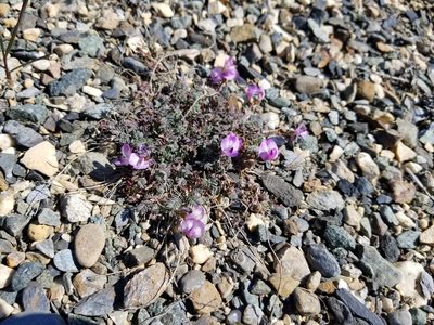 Astragalus nutzotinensis, photographed by Syd Cannings