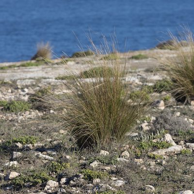 Austrostipa stipoides, photographed by Kym Nicolson