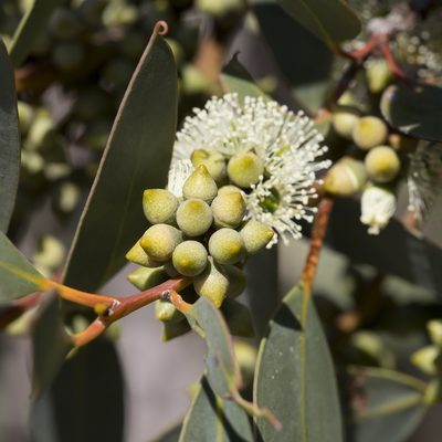 Eucalyptus diversifolia, photographed by Kym Nicolson