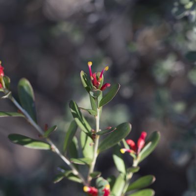 Grevillea pauciflora, photographed by Kym Nicolson