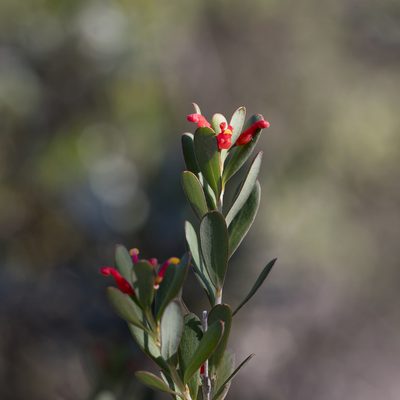 Grevillea pauciflora, photographed by Kym Nicolson