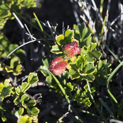 Dodonaea humilis, photographed by Kym Nicolson