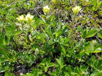 Castilleja unalaschcensis, photographed by Syd Cannings