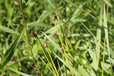 Eleocharis obtusa, photographed by Quinten Wiegersma