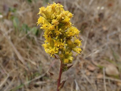 Solidago spathulata, photographed by joergmlpts