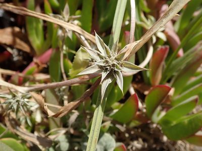 Eryngium armatum, photographed by joergmlpts