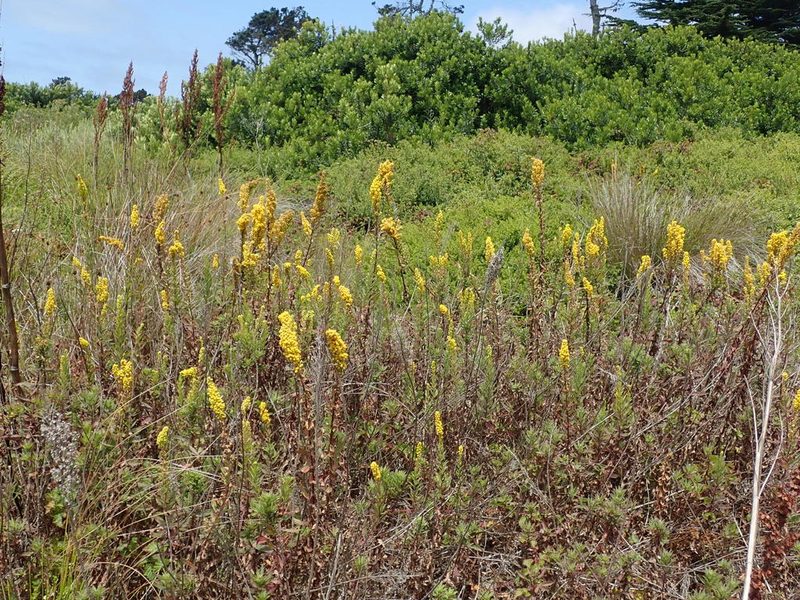 Solidago elongata, photographed by joergmlpts