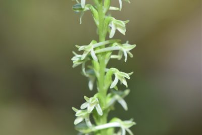 Platanthera transversa, photographed by Braden J. Judson
