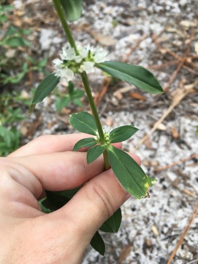 Diacrodon compressus, photographed by Jade Fortnash