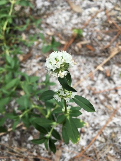 Diacrodon compressus, photographed by Jade Fortnash