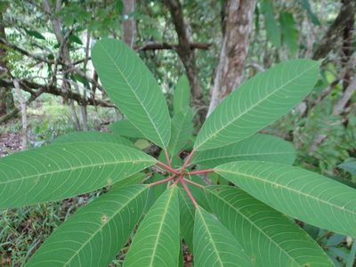 Sapium glandulosum, photographed by keesgroenendijk