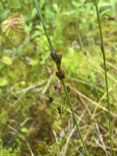 Juncus arcticus, photographed by B. Hughes