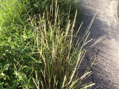 Tridens albescens, photographed by Roz Hunter