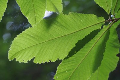 Meliosma myriantha, photographed by harum.koh