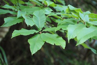 Meliosma myriantha, photographed by harum.koh