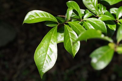 Orixa japonica, photographed by harum.koh