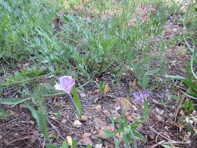 Calochortus nudus, photographed by Garth Harwood