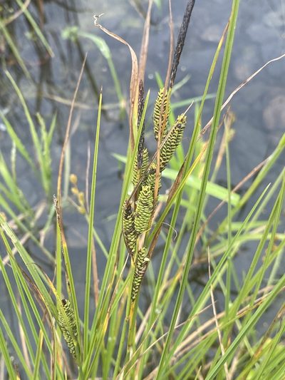 Carex kelloggii, photographed by B. Hughes