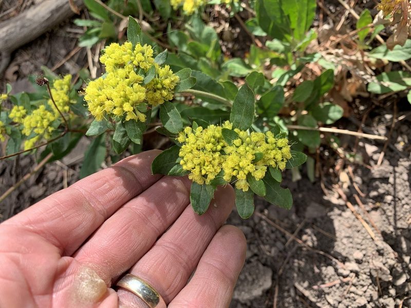 Eriogonum wootonii, photographed by CK2AZ