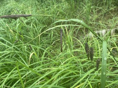 Carex lyngbyei, photographed by B. Hughes