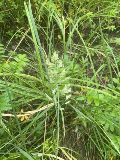 Arctopoa eminens, photographed by B. Hughes